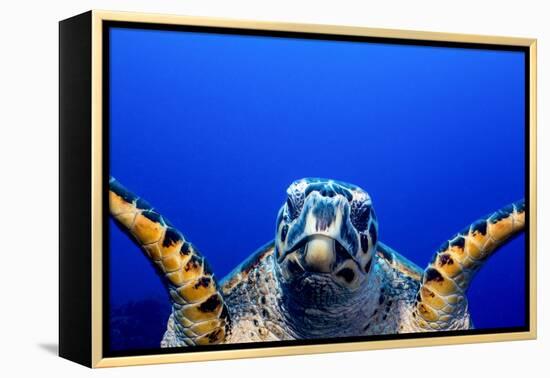 Green Turtle (Chelonia Mydas)-Stephen Frink-Framed Premier Image Canvas