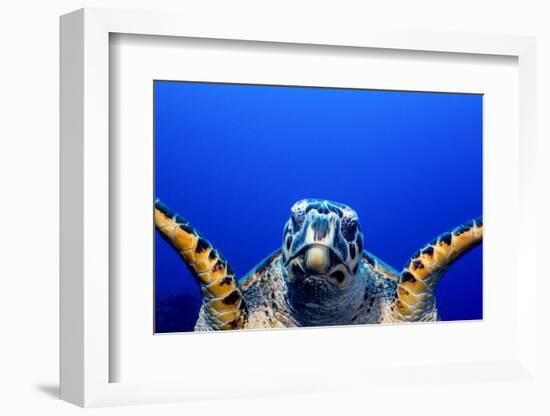 Green Turtle (Chelonia Mydas)-Stephen Frink-Framed Premium Photographic Print