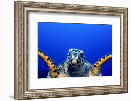 Green Turtle (Chelonia Mydas)-Stephen Frink-Framed Photographic Print