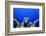 Green Turtle (Chelonia Mydas)-Stephen Frink-Framed Photographic Print