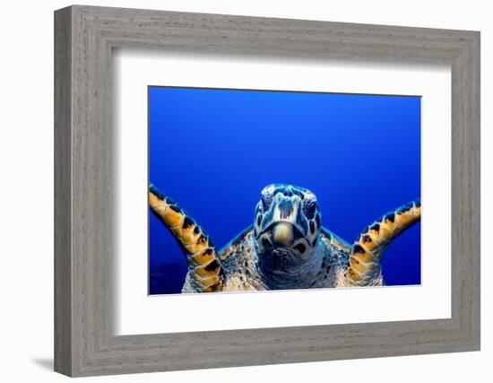 Green Turtle (Chelonia Mydas)-Stephen Frink-Framed Photographic Print