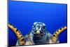 Green Turtle (Chelonia Mydas)-Stephen Frink-Mounted Photographic Print