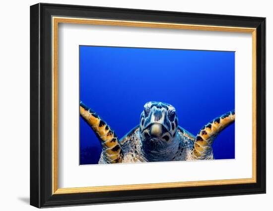 Green Turtle (Chelonia Mydas)-Stephen Frink-Framed Photographic Print