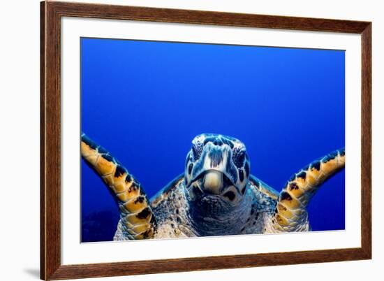 Green Turtle (Chelonia Mydas)-Stephen Frink-Framed Photographic Print