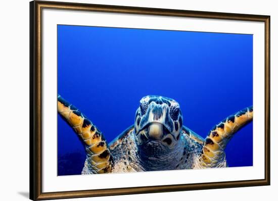 Green Turtle (Chelonia Mydas)-Stephen Frink-Framed Photographic Print