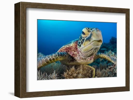 Green turtle female on a coral reef. Rock Islands, Palau, Mirconesia-Alex Mustard-Framed Photographic Print