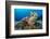 Green turtle female on a coral reef. Rock Islands, Palau, Mirconesia-Alex Mustard-Framed Photographic Print