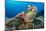 Green turtle female on a coral reef. Rock Islands, Palau, Mirconesia-Alex Mustard-Mounted Photographic Print