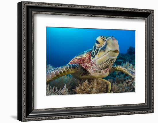 Green turtle female on a coral reef. Rock Islands, Palau, Mirconesia-Alex Mustard-Framed Photographic Print