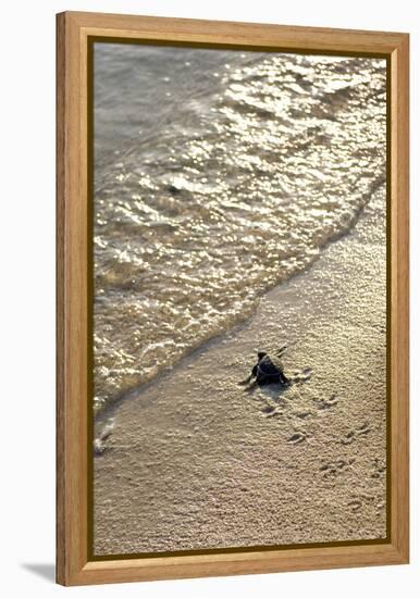 Green Turtle Hatchling-Matthew Oldfield-Framed Premier Image Canvas