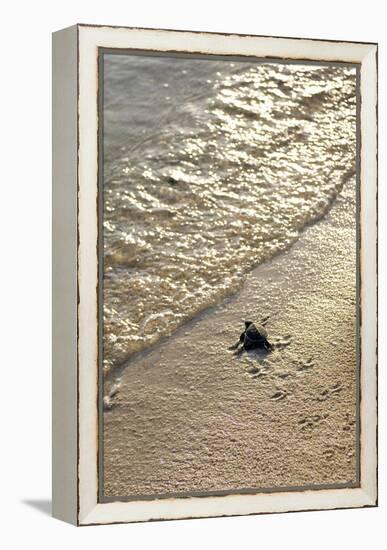 Green Turtle Hatchling-Matthew Oldfield-Framed Premier Image Canvas