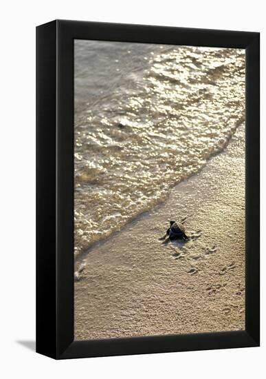 Green Turtle Hatchling-Matthew Oldfield-Framed Premier Image Canvas