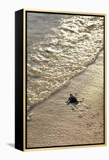 Green Turtle Hatchling-Matthew Oldfield-Framed Premier Image Canvas