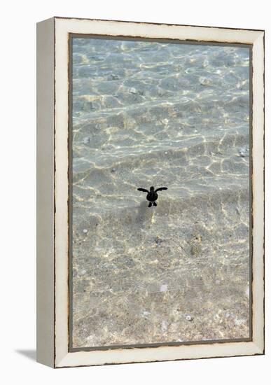 Green Turtle Hatchling-Matthew Oldfield-Framed Premier Image Canvas