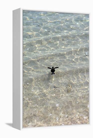 Green Turtle Hatchling-Matthew Oldfield-Framed Premier Image Canvas