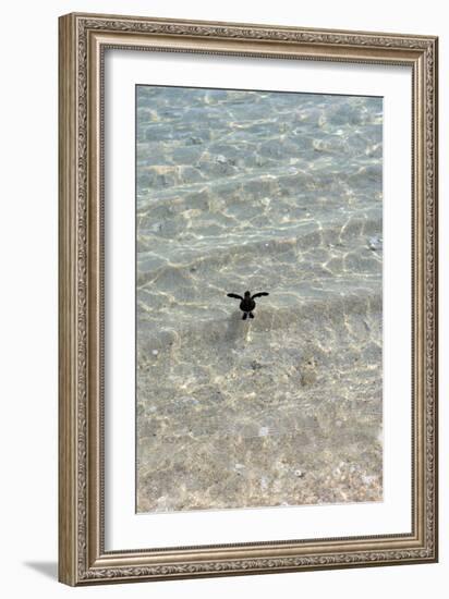 Green Turtle Hatchling-Matthew Oldfield-Framed Photographic Print