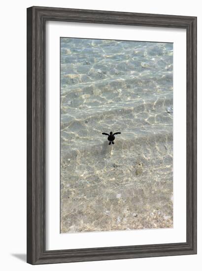 Green Turtle Hatchling-Matthew Oldfield-Framed Photographic Print