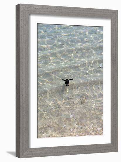 Green Turtle Hatchling-Matthew Oldfield-Framed Photographic Print