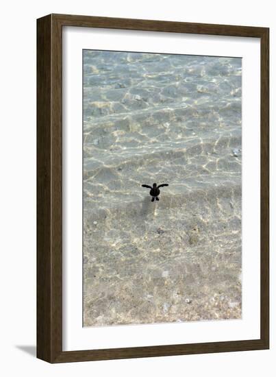 Green Turtle Hatchling-Matthew Oldfield-Framed Photographic Print