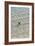 Green Turtle Hatchling-Matthew Oldfield-Framed Photographic Print