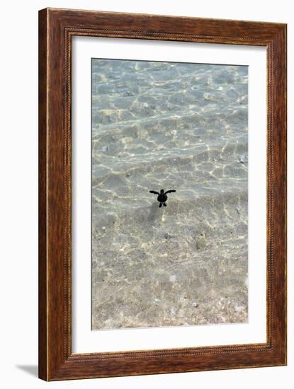 Green Turtle Hatchling-Matthew Oldfield-Framed Photographic Print