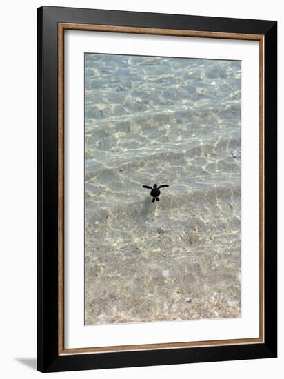 Green Turtle Hatchling-Matthew Oldfield-Framed Photographic Print