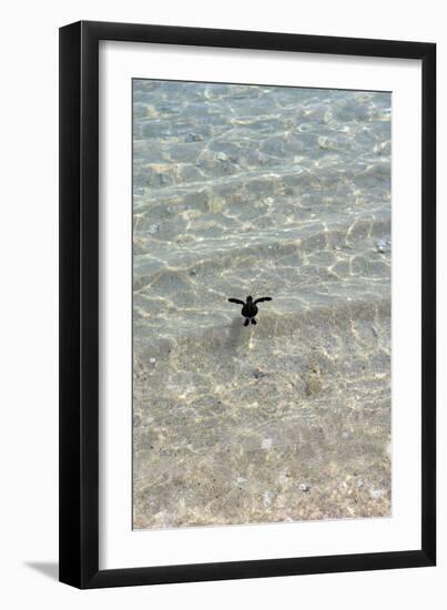 Green Turtle Hatchling-Matthew Oldfield-Framed Photographic Print