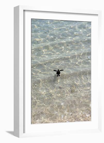 Green Turtle Hatchling-Matthew Oldfield-Framed Photographic Print