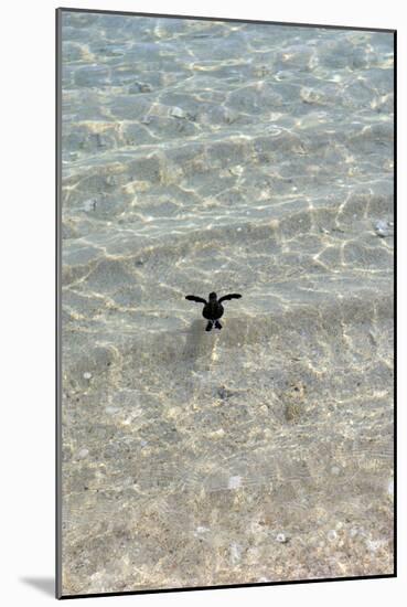 Green Turtle Hatchling-Matthew Oldfield-Mounted Photographic Print