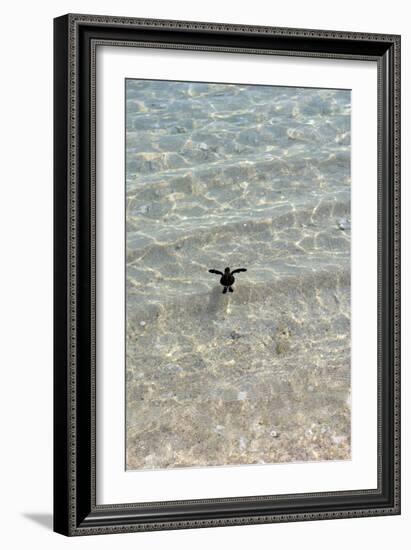 Green Turtle Hatchling-Matthew Oldfield-Framed Photographic Print