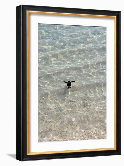 Green Turtle Hatchling-Matthew Oldfield-Framed Photographic Print