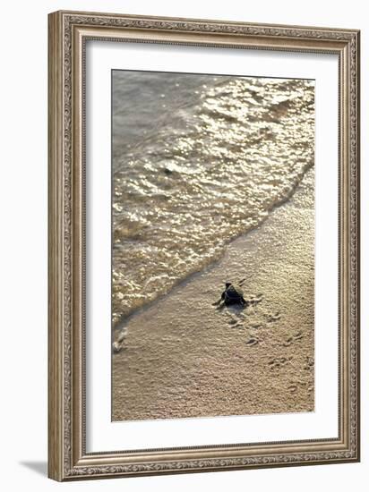 Green Turtle Hatchling-Matthew Oldfield-Framed Photographic Print
