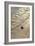 Green Turtle Hatchling-Matthew Oldfield-Framed Photographic Print