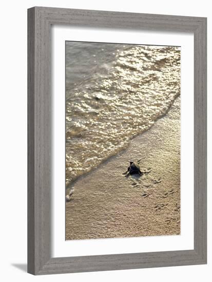 Green Turtle Hatchling-Matthew Oldfield-Framed Photographic Print