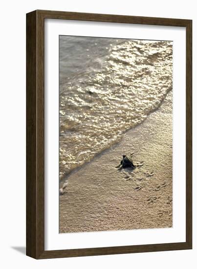 Green Turtle Hatchling-Matthew Oldfield-Framed Photographic Print