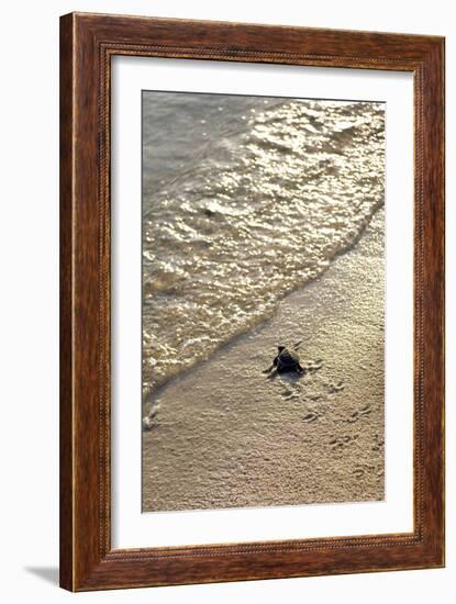 Green Turtle Hatchling-Matthew Oldfield-Framed Photographic Print