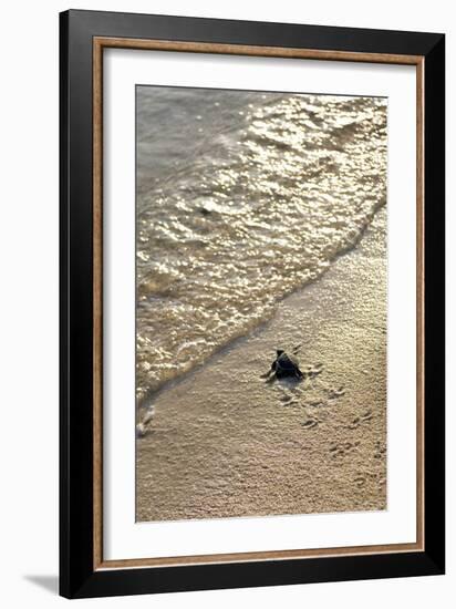 Green Turtle Hatchling-Matthew Oldfield-Framed Photographic Print