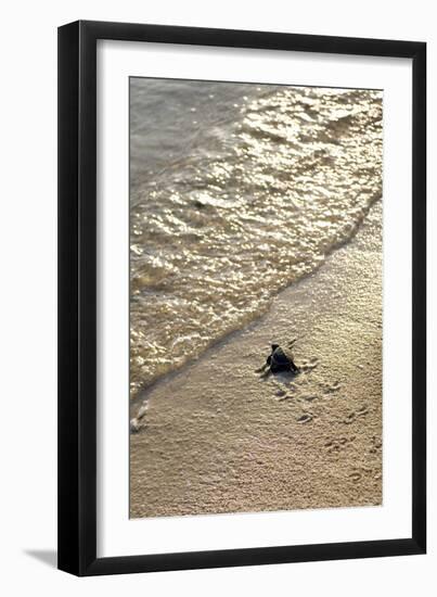 Green Turtle Hatchling-Matthew Oldfield-Framed Photographic Print