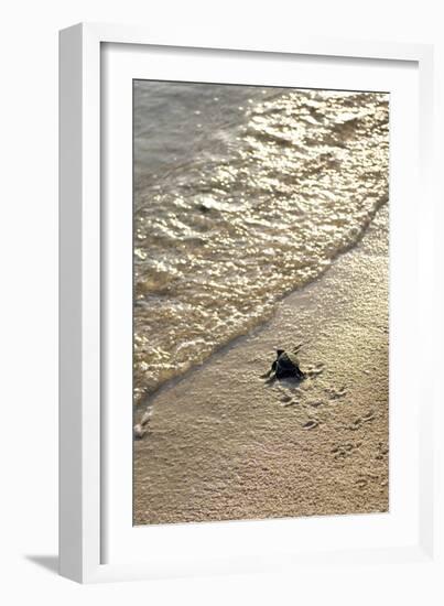 Green Turtle Hatchling-Matthew Oldfield-Framed Photographic Print