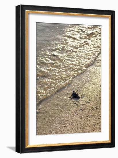 Green Turtle Hatchling-Matthew Oldfield-Framed Photographic Print