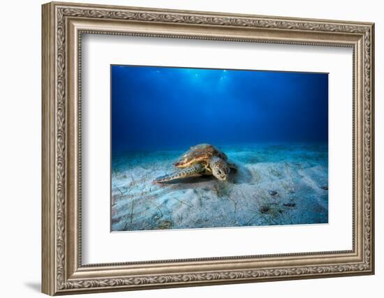 Green Turtle in the Blue-Barathieu Gabriel-Framed Photographic Print