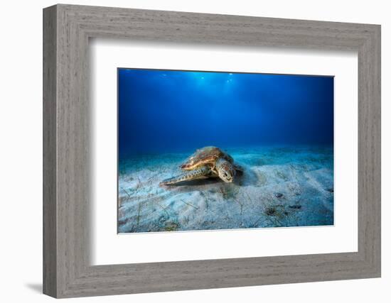 Green Turtle in the Blue-Barathieu Gabriel-Framed Photographic Print