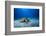 Green Turtle in the Blue-Barathieu Gabriel-Framed Photographic Print