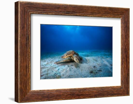 Green Turtle in the Blue-Barathieu Gabriel-Framed Photographic Print