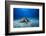 Green Turtle in the Blue-Barathieu Gabriel-Framed Photographic Print