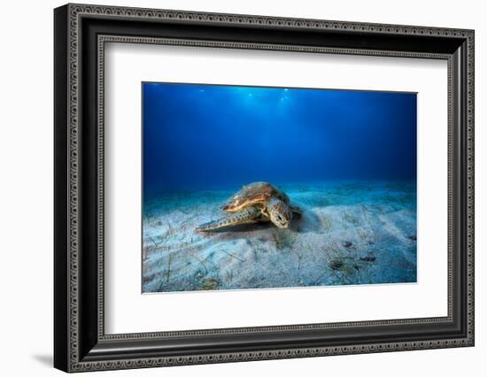 Green Turtle in the Blue-Barathieu Gabriel-Framed Photographic Print