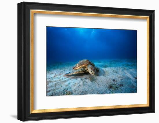 Green Turtle in the Blue-Barathieu Gabriel-Framed Photographic Print