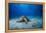 Green Turtle in the Blue-Barathieu Gabriel-Framed Premier Image Canvas