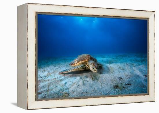 Green Turtle in the Blue-Barathieu Gabriel-Framed Premier Image Canvas