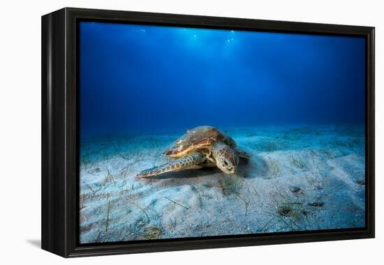 Green Turtle in the Blue-Barathieu Gabriel-Framed Premier Image Canvas